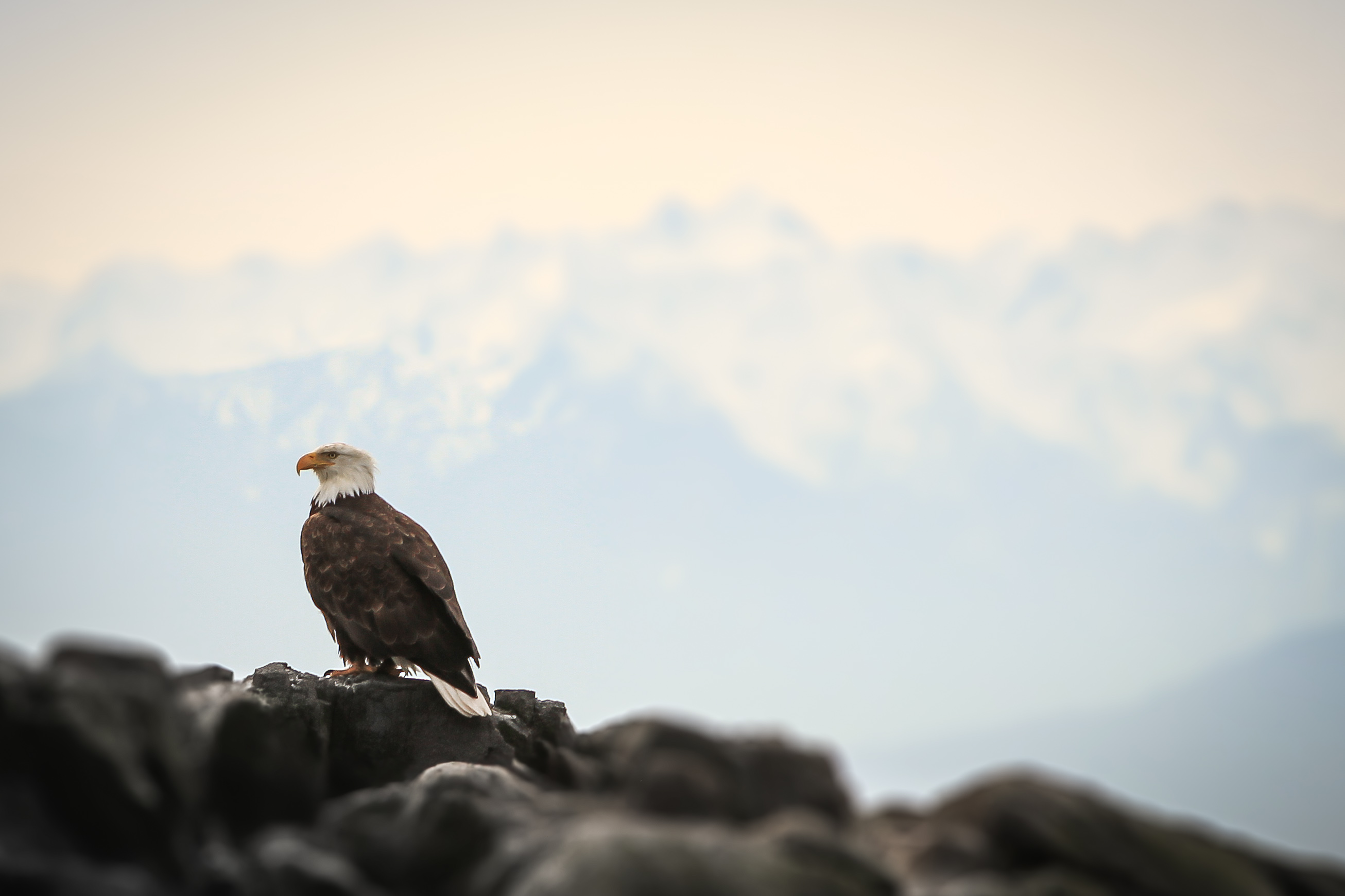 Eagle And Olympic Mountains