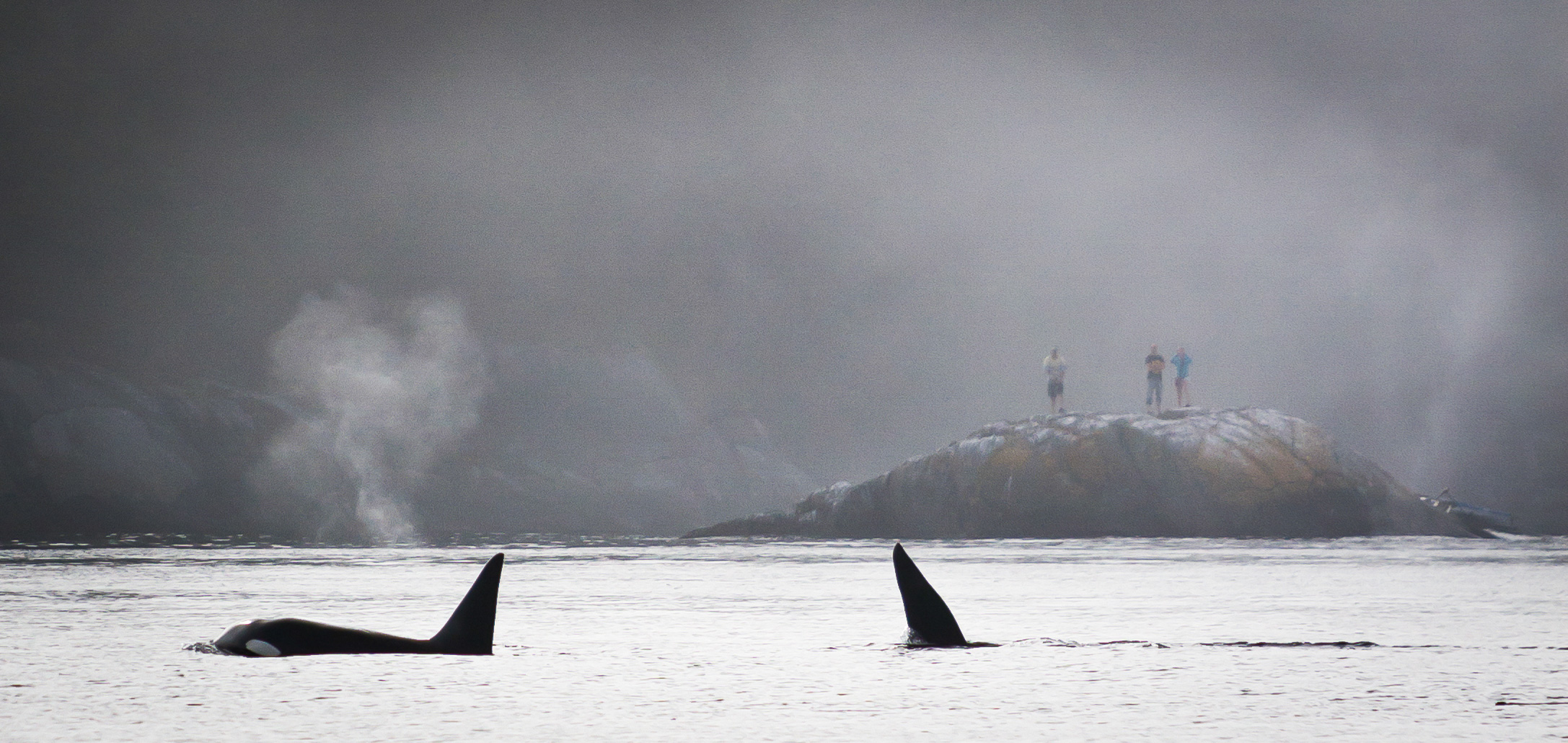 Transient Orcas Pass Onlookers.