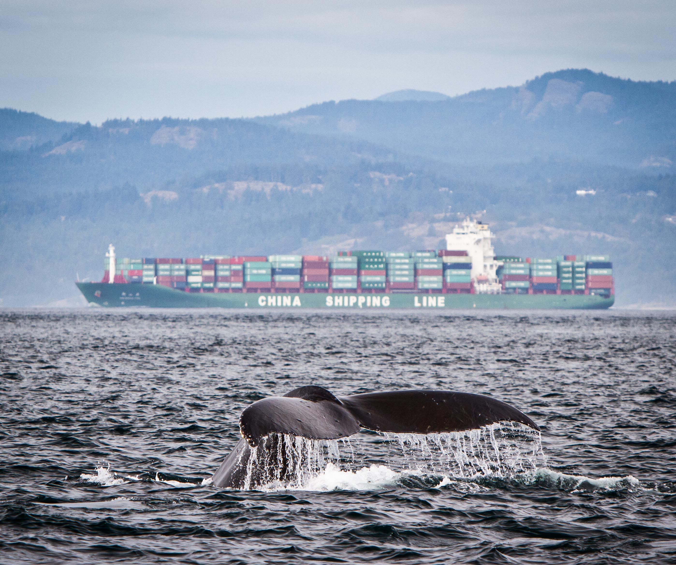 Humpback and Cargo Ship.