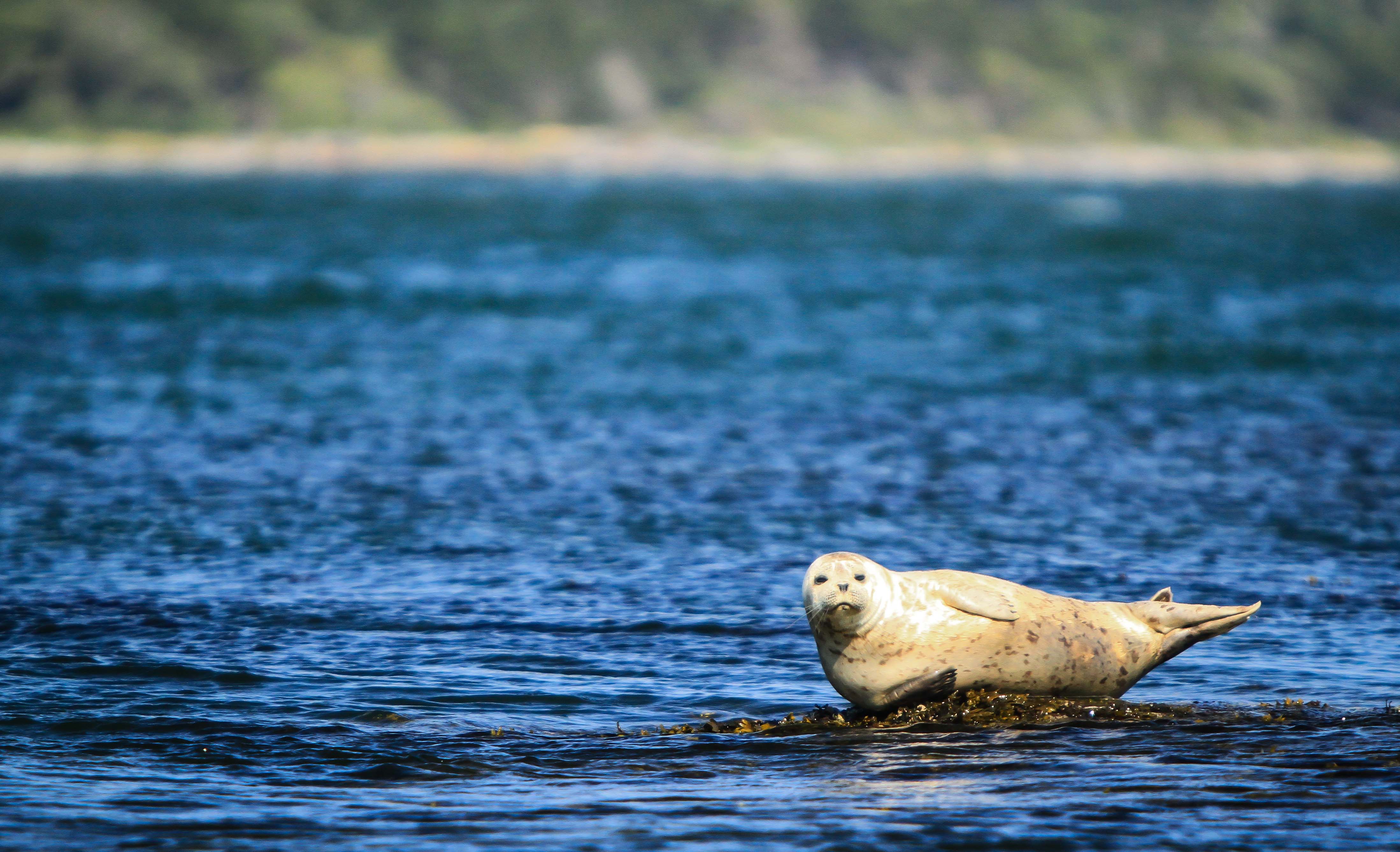 Harbour Seal.