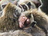 Sleeping Baby Macaque