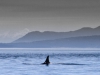 Orca At Turn Point